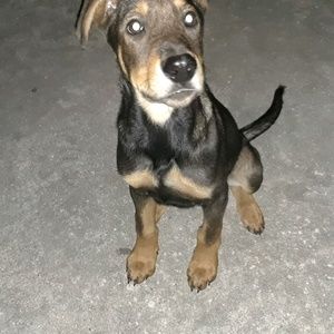 Meet your Posher, Sam